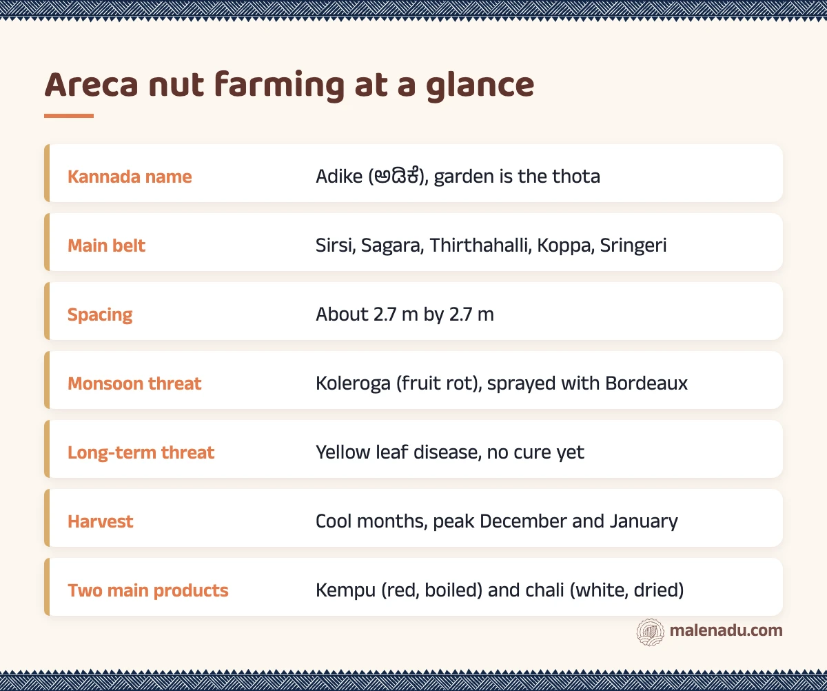 Areca nut farming at a glance: an illustrated summary card by malenadu