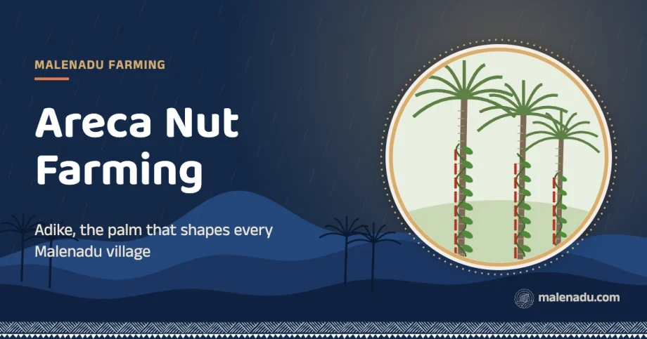Areca nut farming in malenadu: Adike, the palm that shapes every Malenadu village, an illustration by malenadu