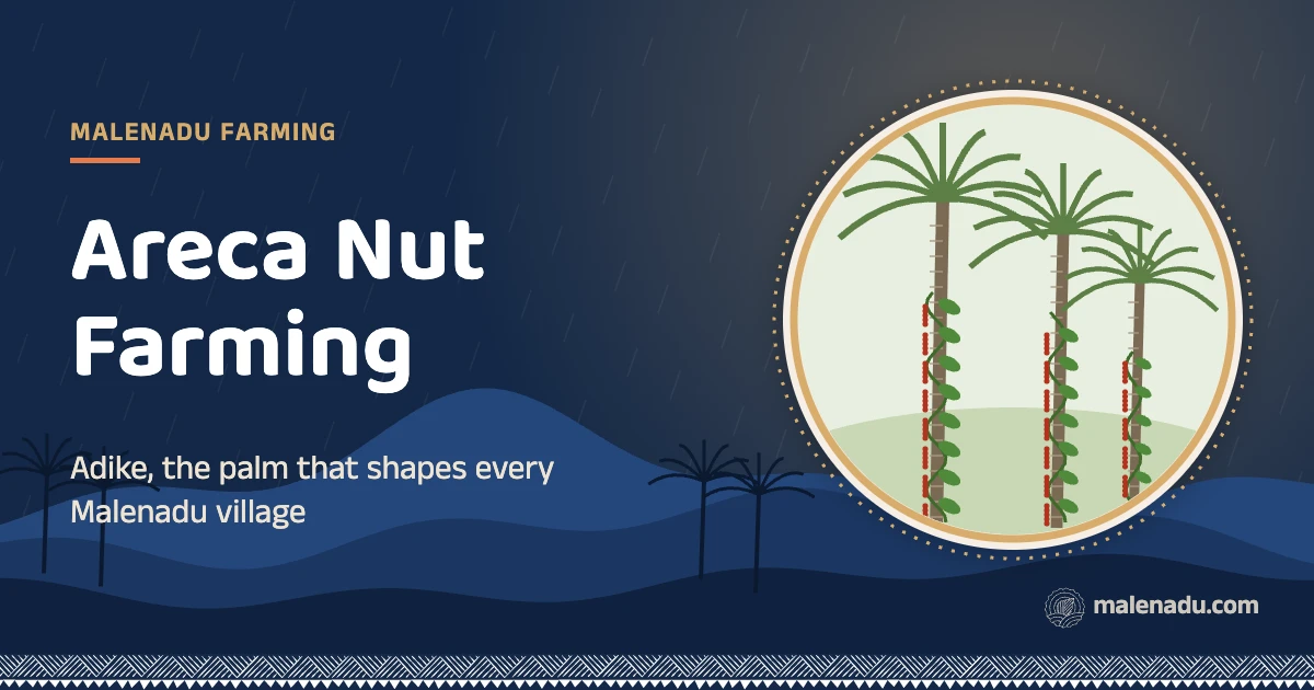 Areca nut farming in malenadu: Adike, the palm that shapes every Malenadu village, an illustration by malenadu