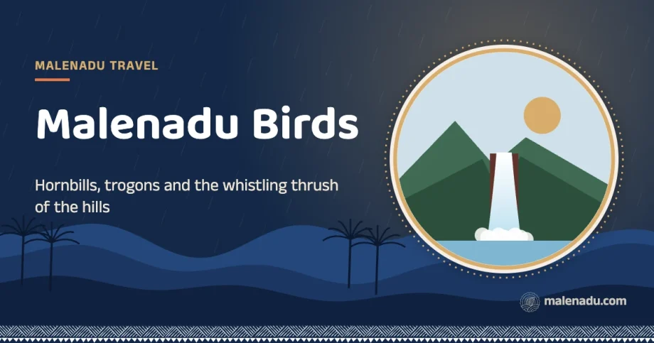 Malenadu birds: Hornbills, trogons and the whistling thrush of the hills, an illustration by malenadu