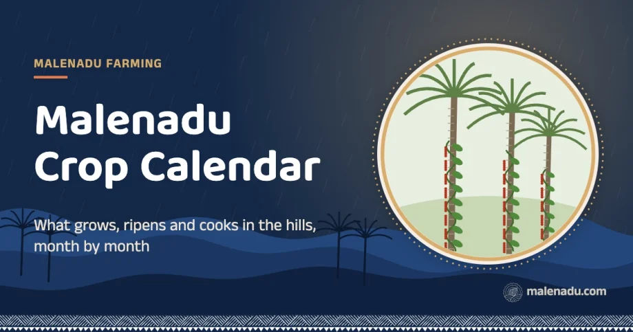Malenadu crop calendar: What grows, ripens and cooks in the hills, month by month, an illustration by malenadu