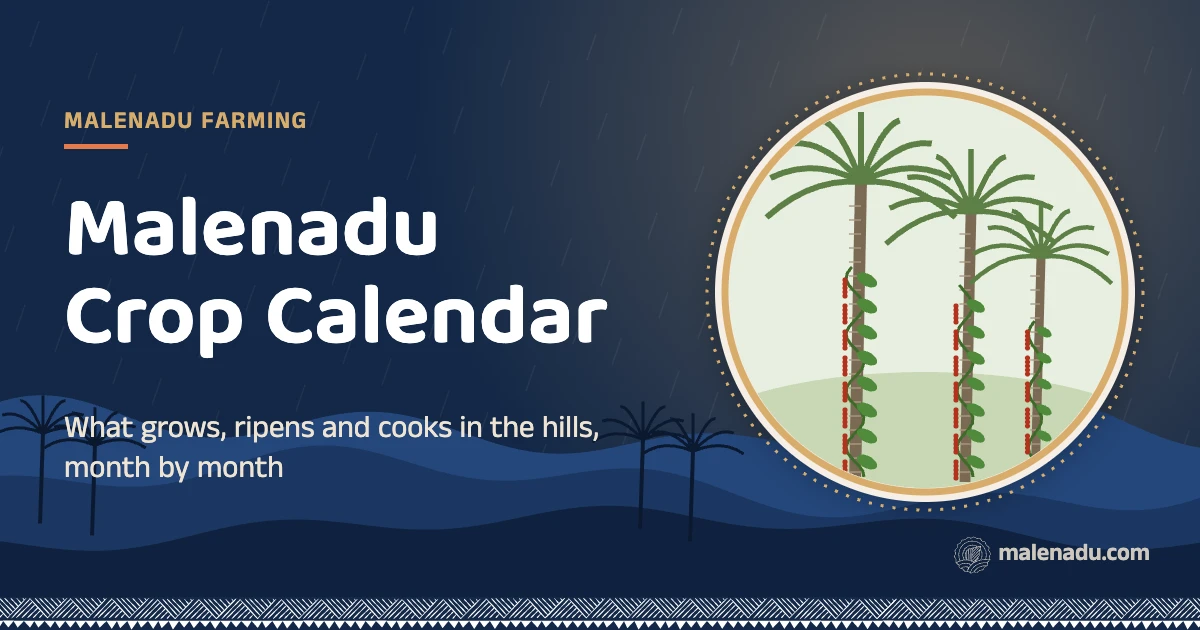 Malenadu crop calendar: What grows, ripens and cooks in the hills, month by month, an illustration by malenadu