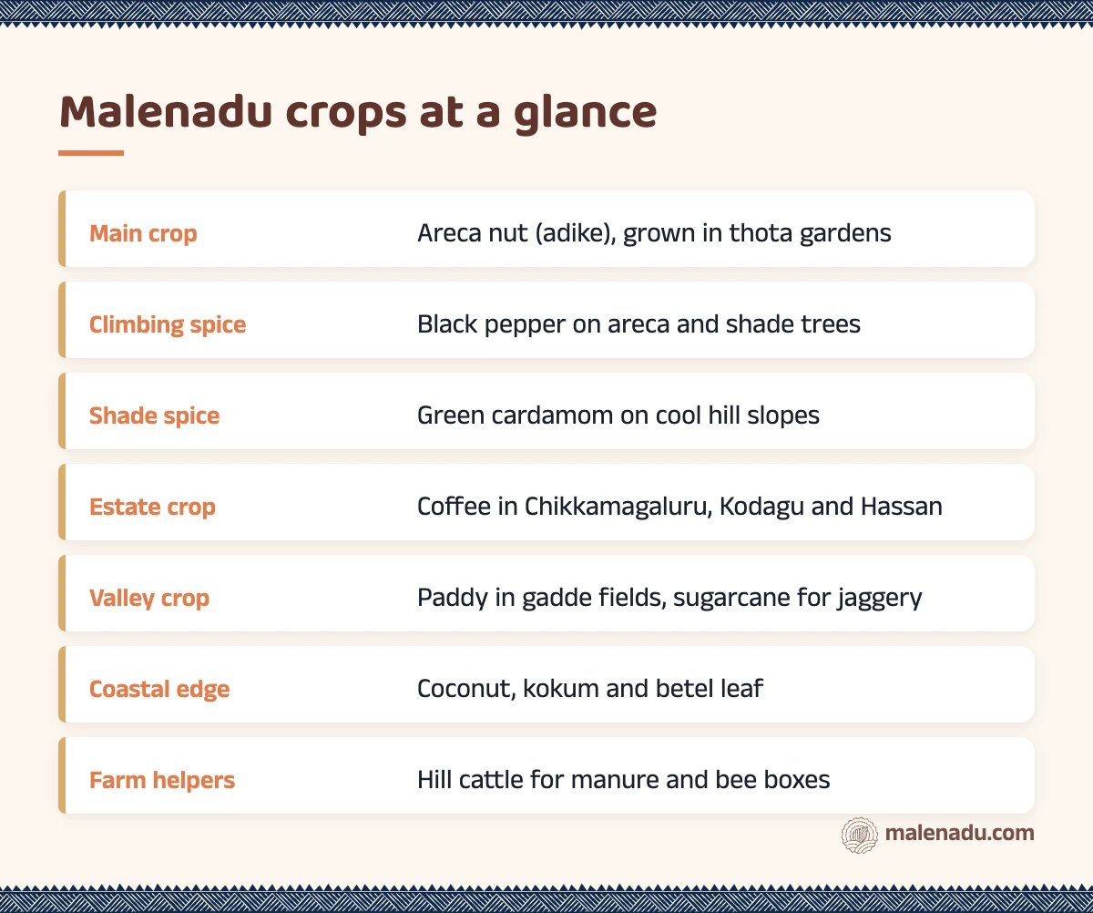 Malenadu crops at a glance: an illustrated summary card by malenadu