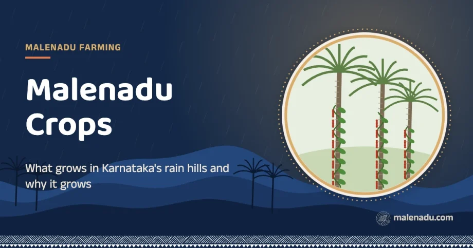 Malenadu crops: What grows in Karnataka's rain hills and why it grows, an illustration by malenadu