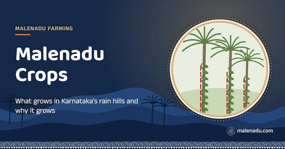 Malenadu crops: What grows in Karnataka's rain hills and why it grows, an illustration by malenadu