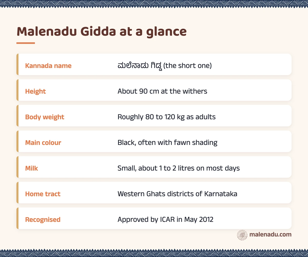 Malenadu Gidda at a glance: an illustrated summary card by malenadu