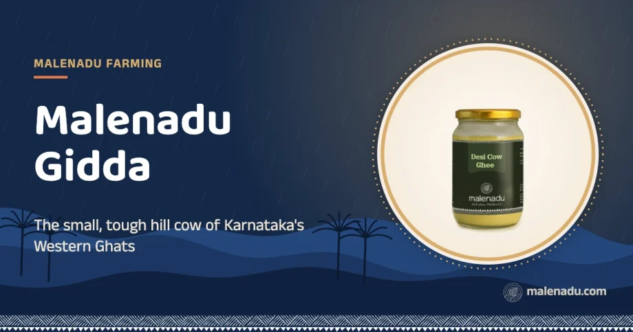 Malenadu gidda: The small, tough hill cow of Karnataka's Western Ghats, an illustration by malenadu