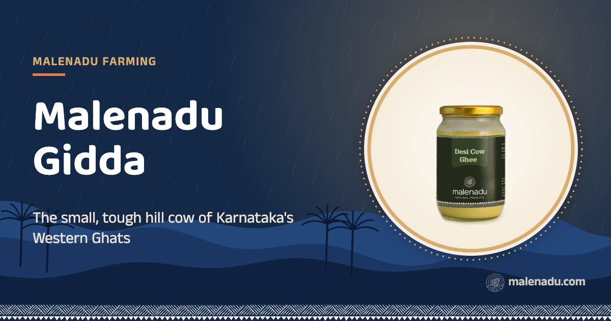 Malenadu gidda: The small, tough hill cow of Karnataka's Western Ghats, an illustration by malenadu