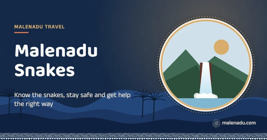 Malenadu snakes: Know the snakes, stay safe and get help the right way, an illustration by malenadu