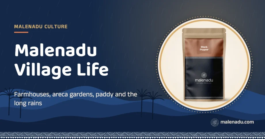 Malenadu village: Farmhouses, areca gardens, paddy and the long rains, an illustration by malenadu