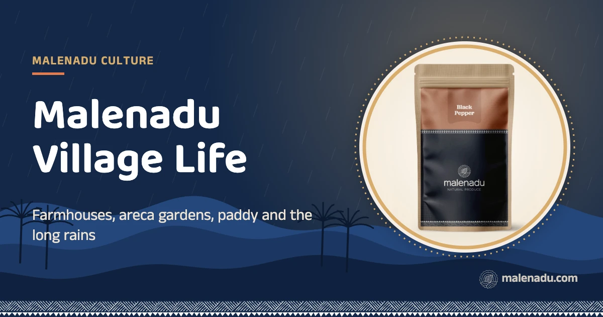 Malenadu village: Farmhouses, areca gardens, paddy and the long rains, an illustration by malenadu