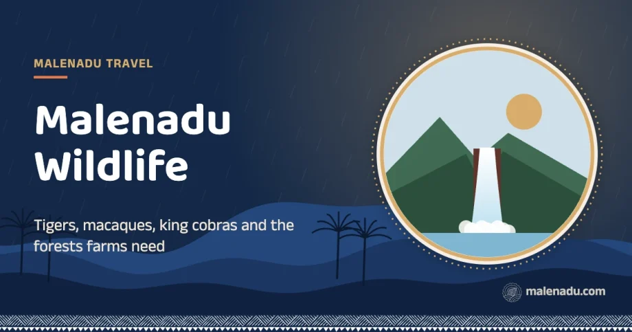 Malenadu wildlife: Tigers, macaques, king cobras and the forests farms need, an illustration by malenadu