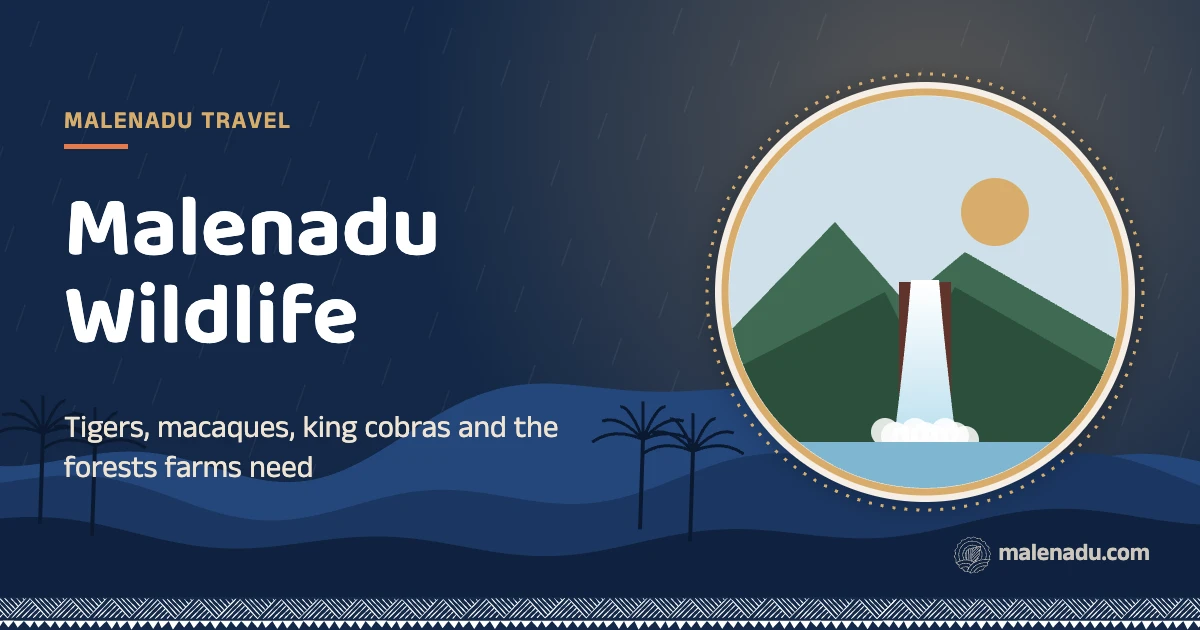 Malenadu wildlife: Tigers, macaques, king cobras and the forests farms need, an illustration by malenadu