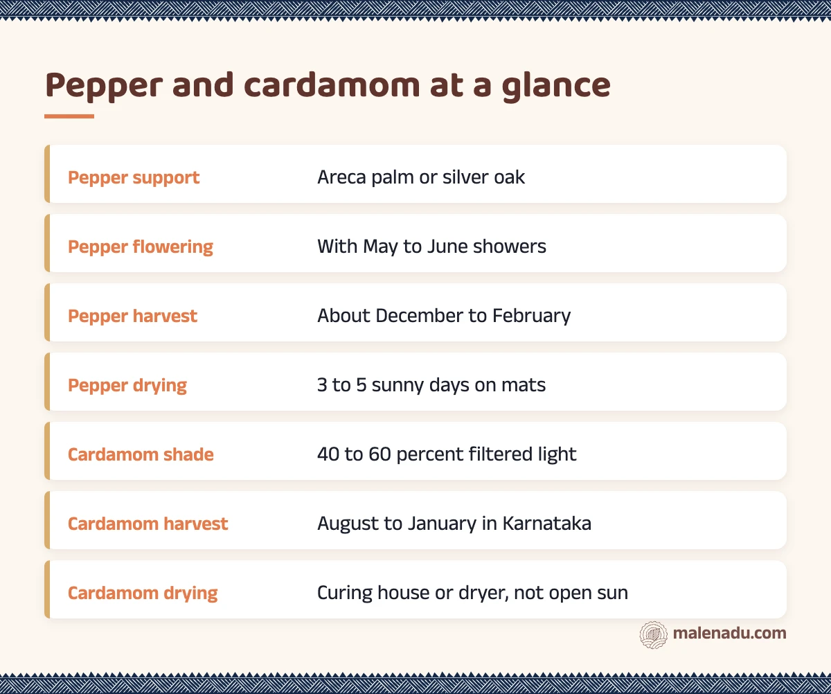 Pepper and cardamom at a glance: an illustrated summary card by malenadu