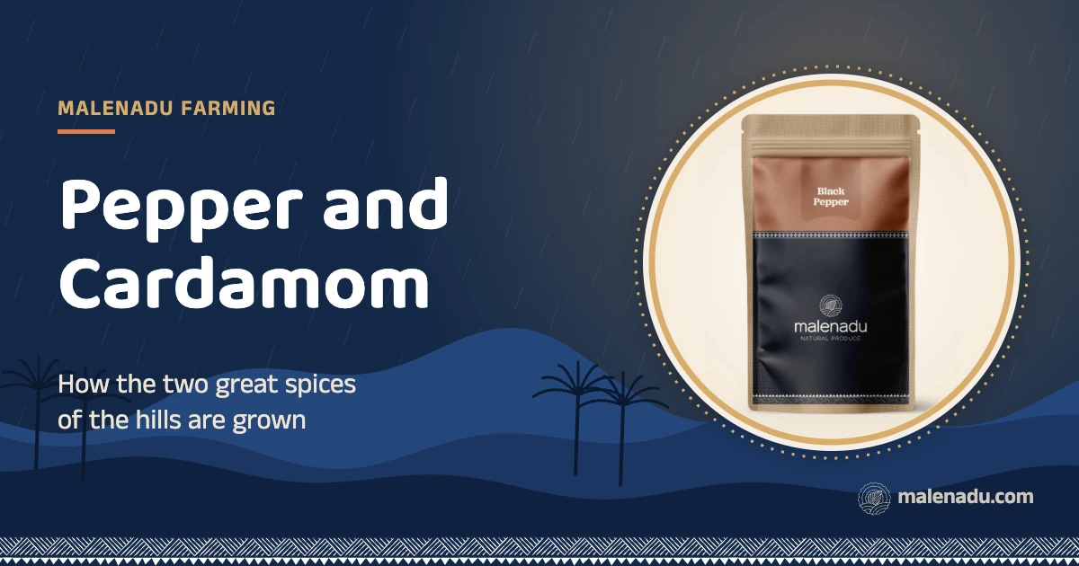 Pepper and cardamom farming: How the two great spices of the hills are grown, an illustration by malenadu